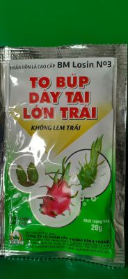 TO BÚP - DÀY TAI - LỚN TRÁI