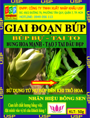 GIAI ĐOẠN BÚP CHUYÊN CHO THANH LONG