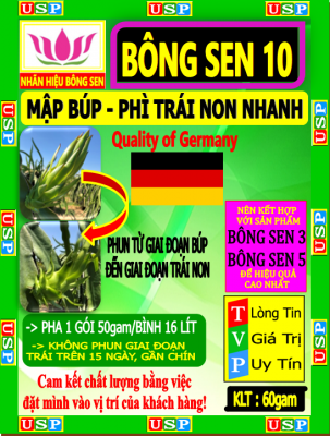 BÔNG SEN 10 - MẬP BÚP, PHÌ TRÁI NON NHANH