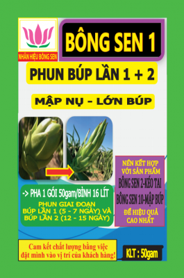 Bông sen 1 - Mập búp phì trái