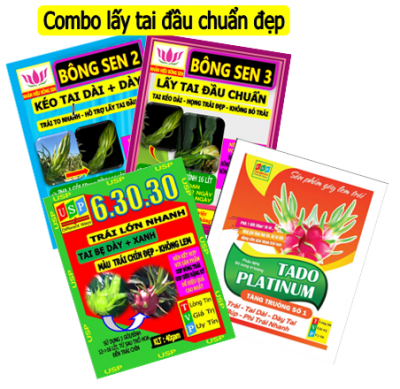 Combo lấy tai đầu