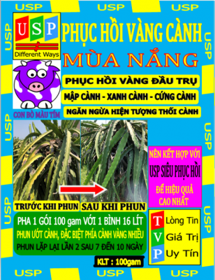 PHỤC HỒI VÀNG CÀNH TRÊN CÂY THANH LONG