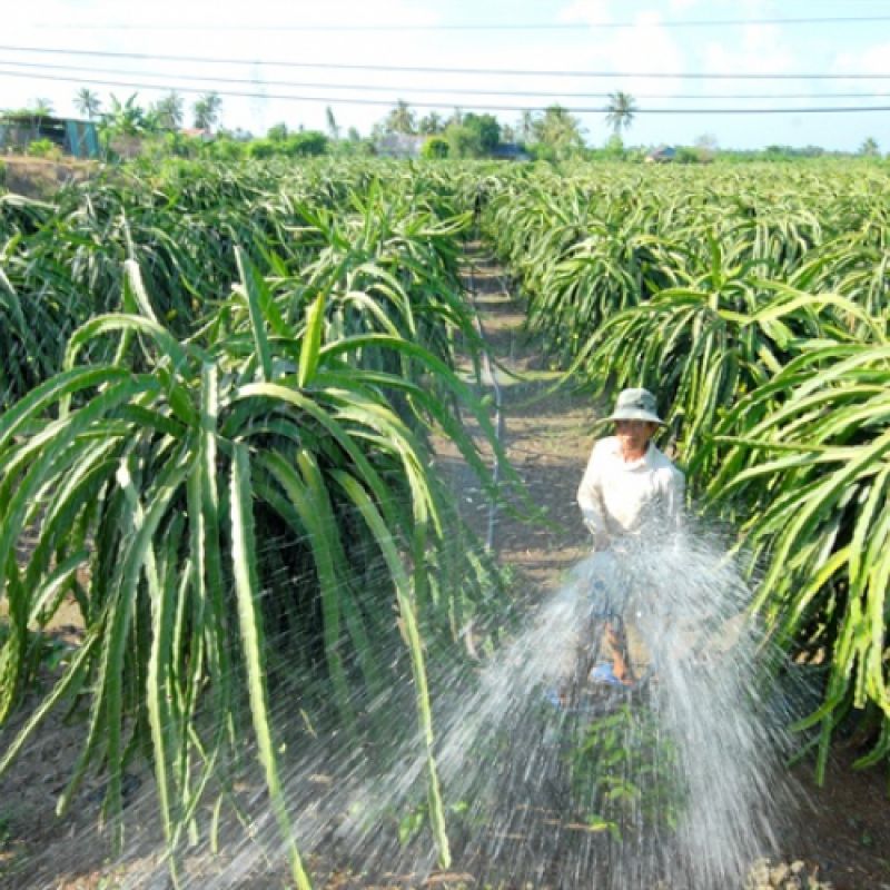 Quản lý vườn thanh long vào mùa khô